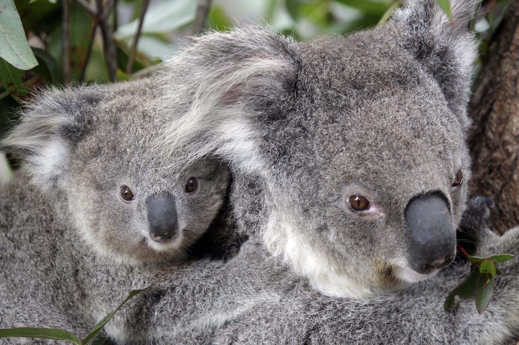 Australia Koala Habitat